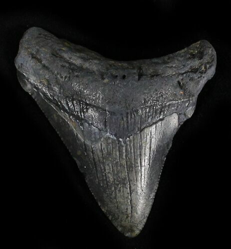 Bargain Megalodon Tooth - North Carolina #28509